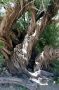 Baja05 - 386 * A 300+ year old olive tree planted behind the mission